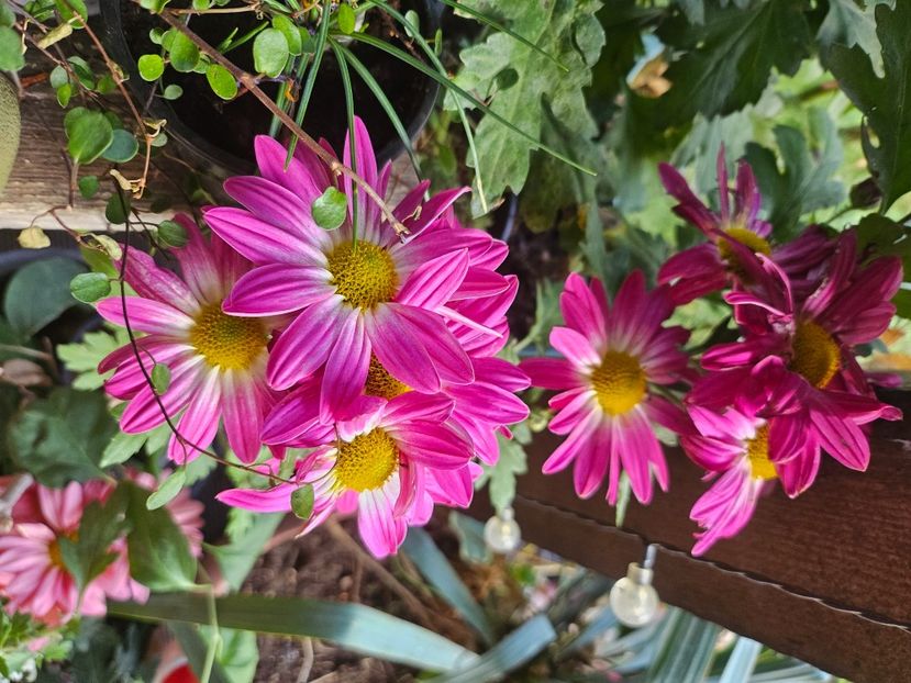  - Crizanteme 22 23 24