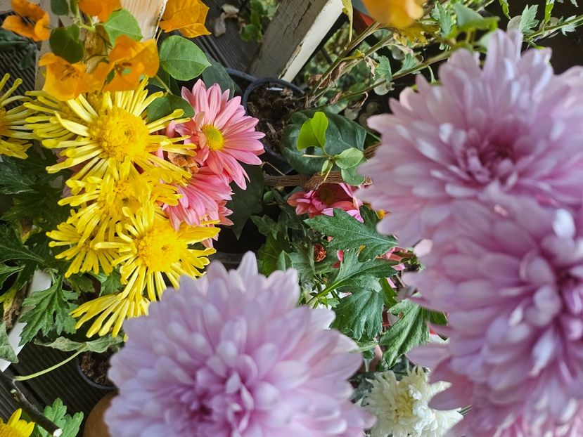  - Crizanteme 22 23 24