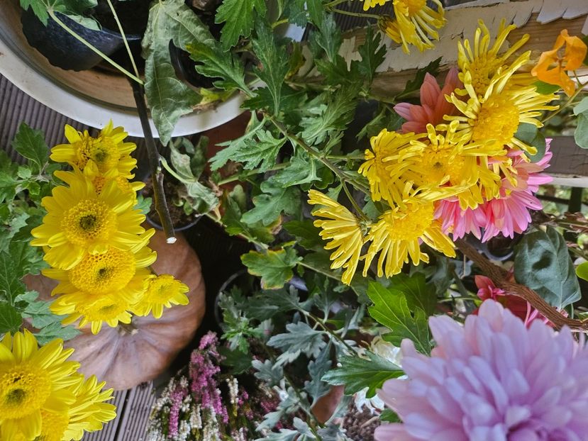  - Crizanteme 22 23 24