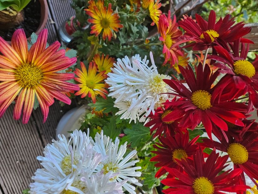  - Crizanteme 22 23 24