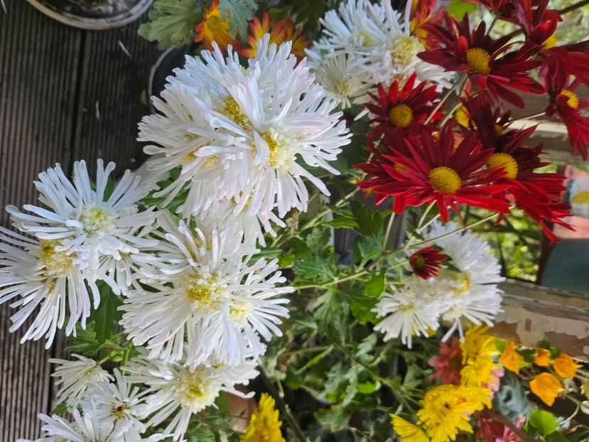  - Crizanteme 22 23 24