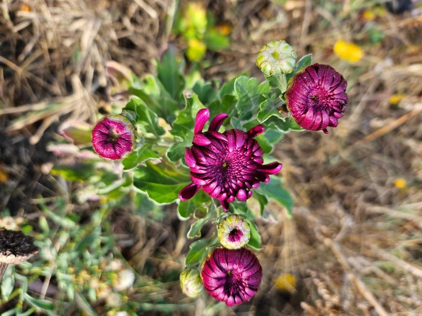  - Crizanteme 22 23 24