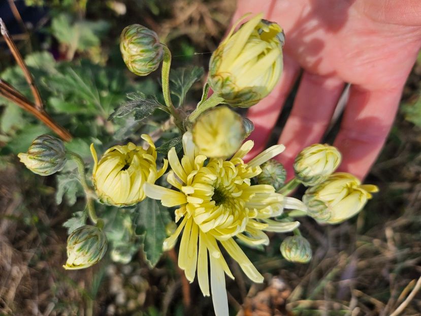  - Crizanteme 22 23 24