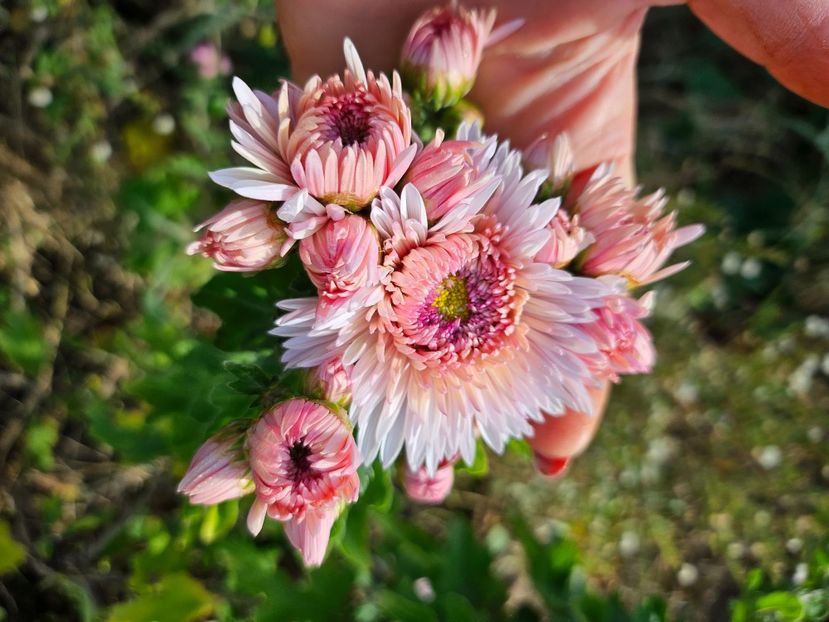  - Crizanteme 22 23 24