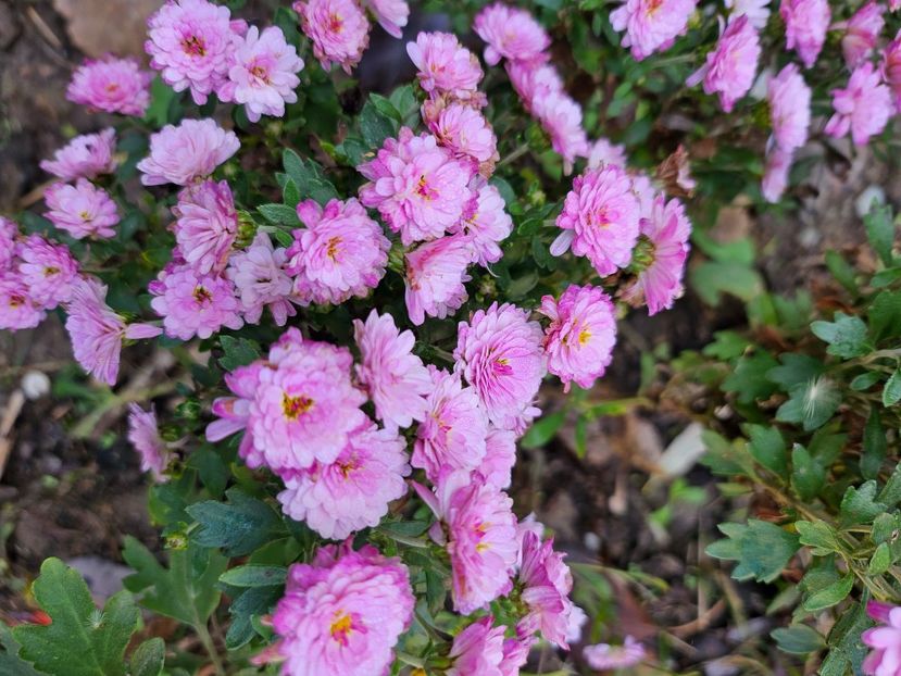  - Crizanteme 22 23 24