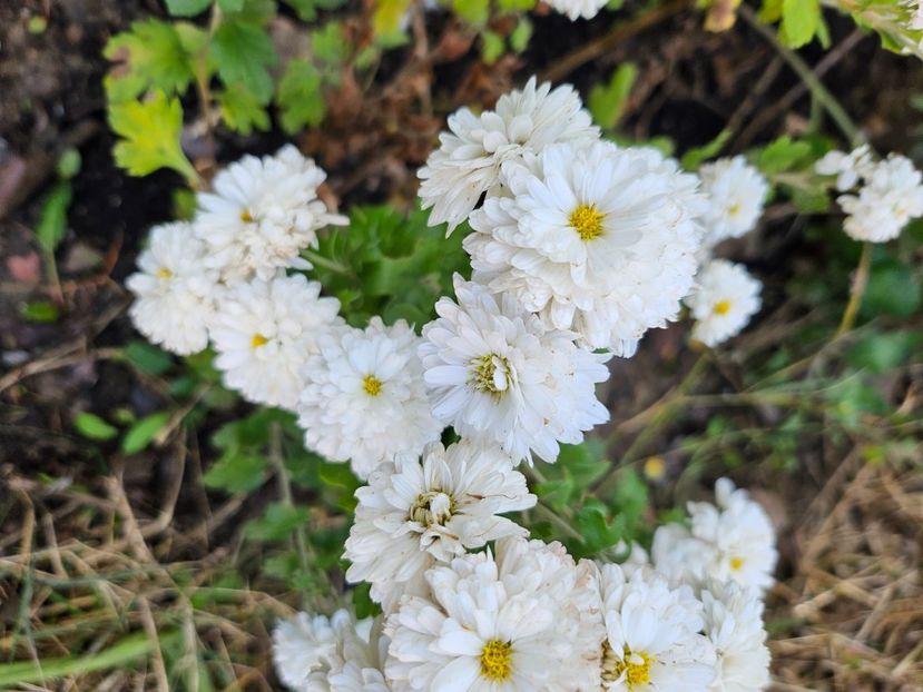  - Crizanteme 22 23 24