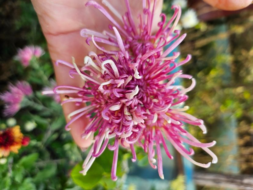  - Crizanteme 22 23 24