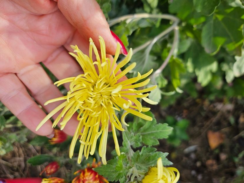  - Crizanteme 22 23 24