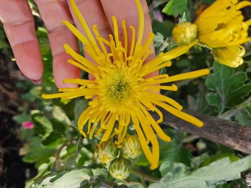  - Crizanteme 22 23 24