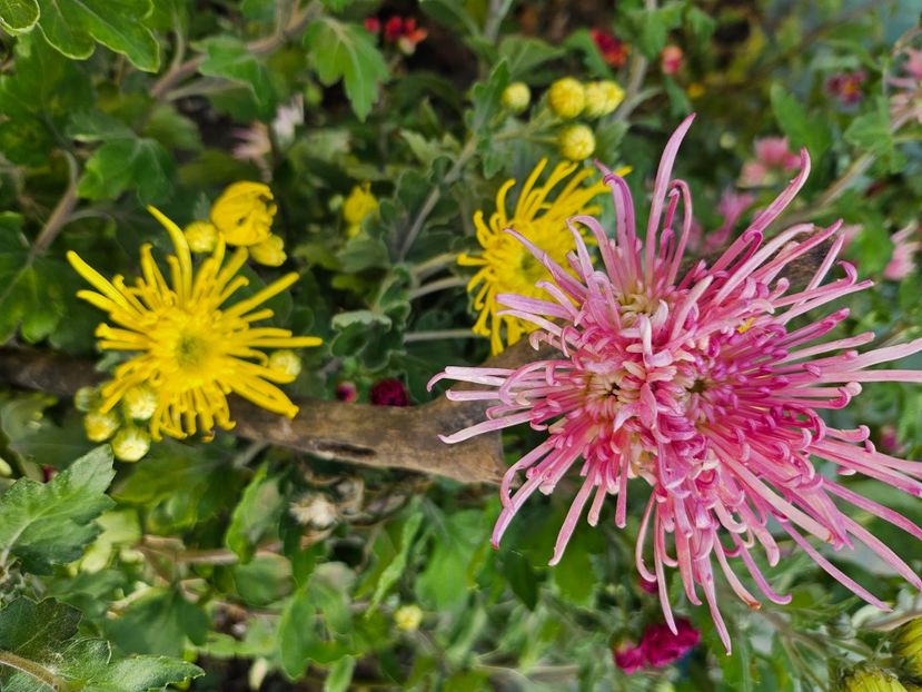  - Crizanteme 22 23 24