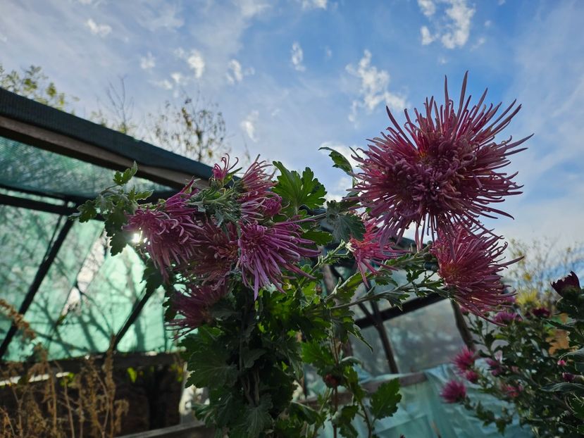  - Crizanteme 22 23 24