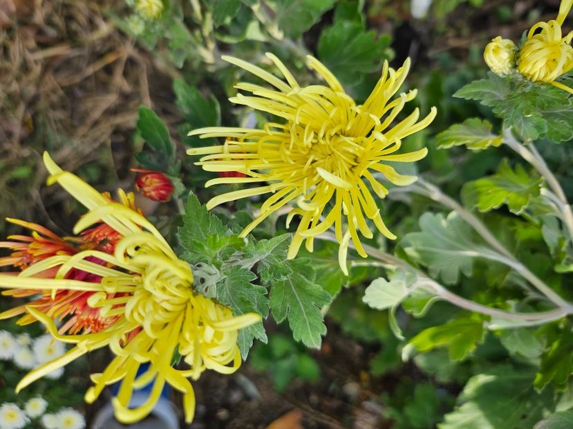  - Crizanteme 22 23 24