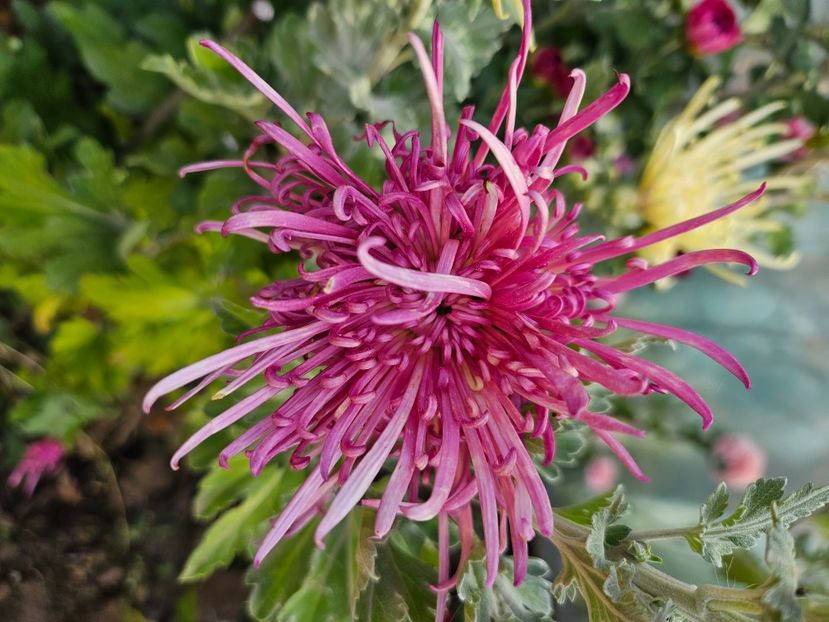  - Crizanteme 22 23 24