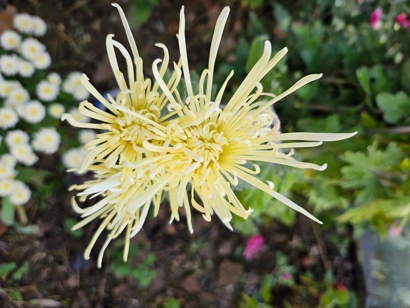  - Crizanteme 22 23 24