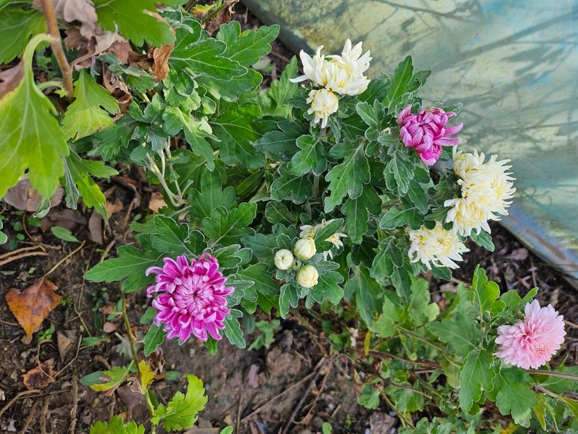  - Crizanteme 22 23 24