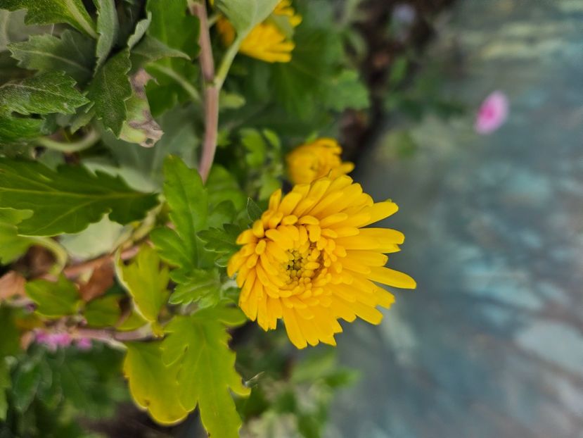  - Crizanteme 22 23 24