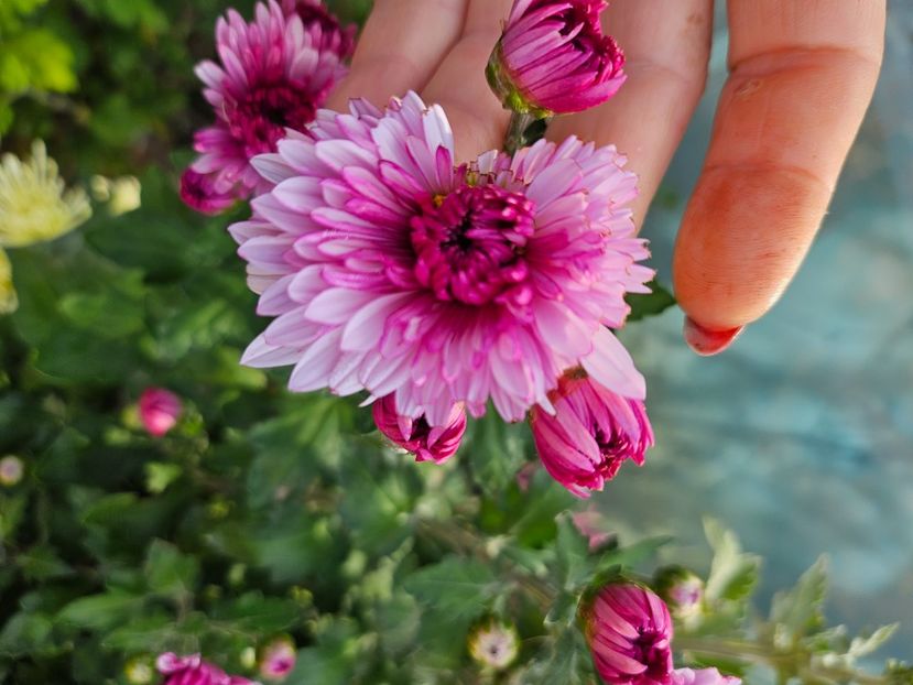  - Crizanteme 22 23 24