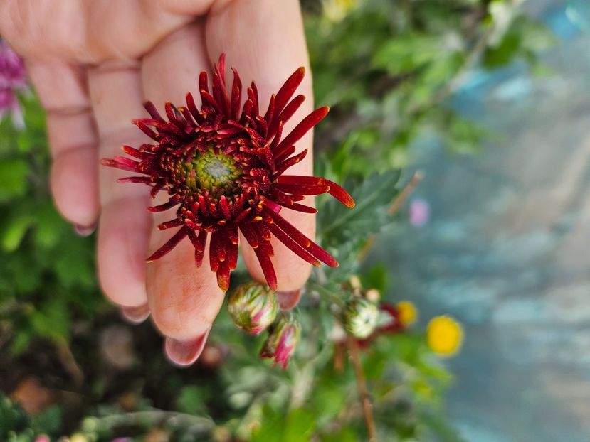  - Crizanteme 22 23 24