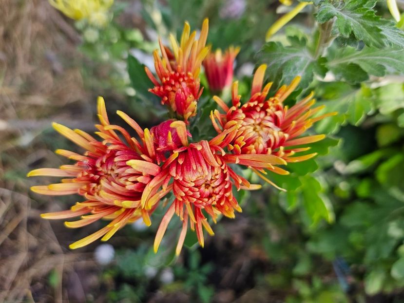  - Crizanteme 22 23 24