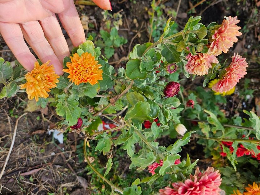  - Crizanteme 22 23 24