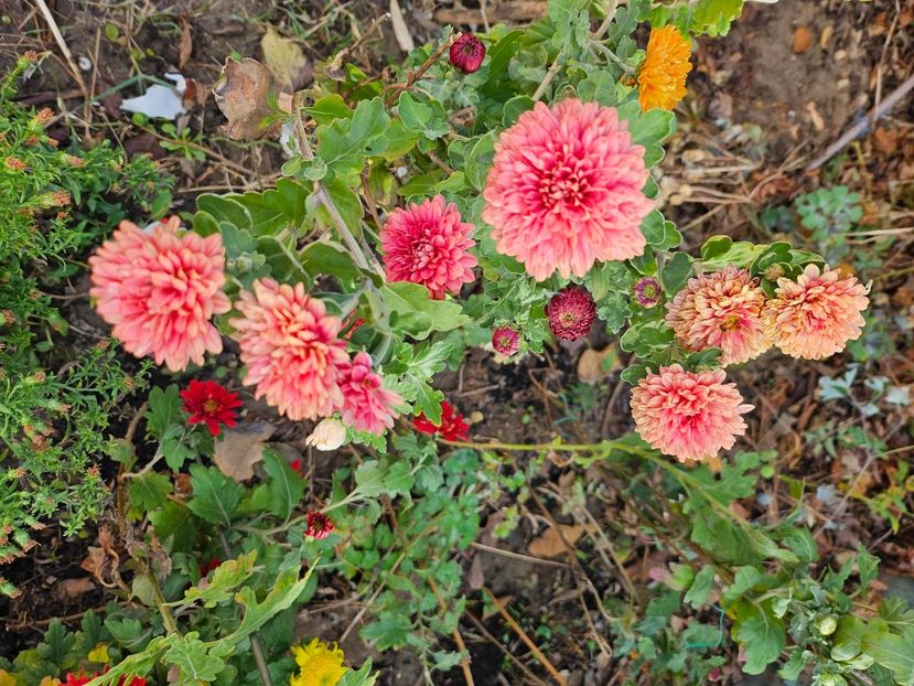  - Crizanteme 22 23 24