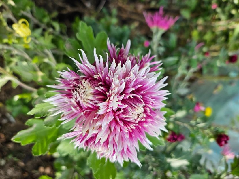  - Crizanteme 22 23 24