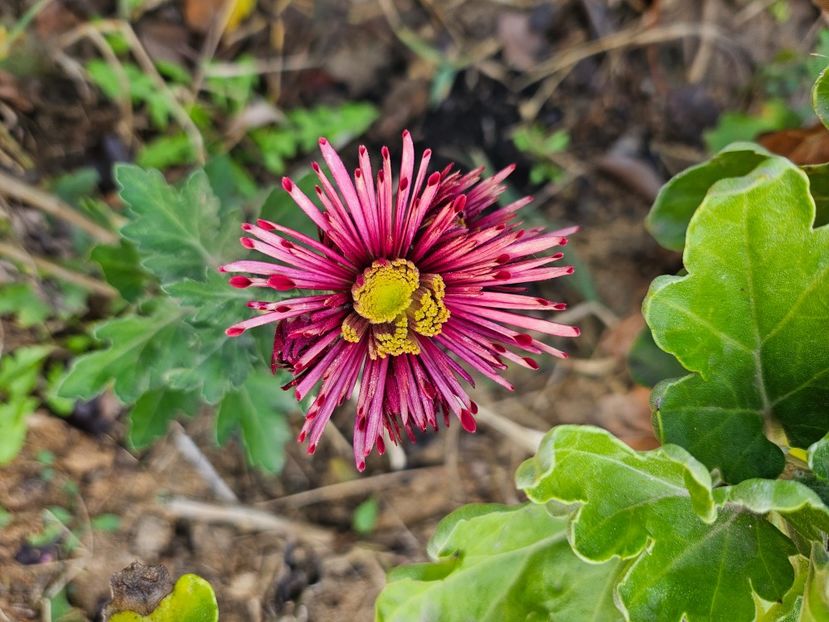  - Crizanteme 22 23 24