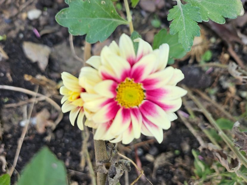  - Crizanteme 22 23 24