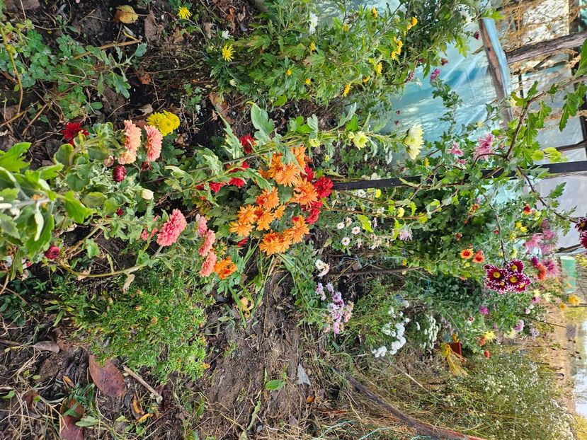  - Crizanteme 22 23 24