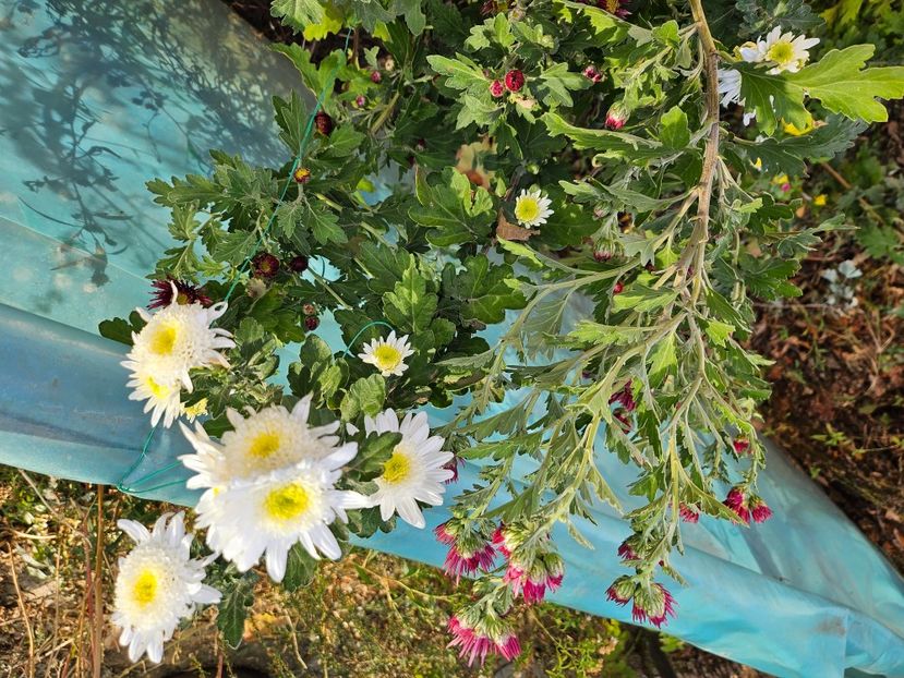  - Crizanteme 22 23 24