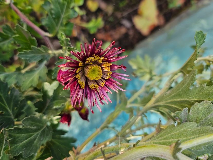  - Crizanteme 22 23 24