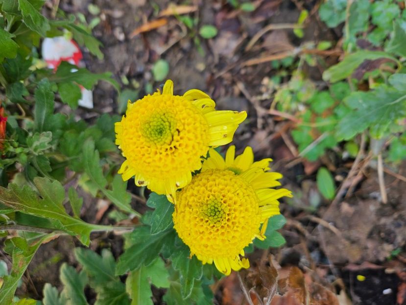  - Crizanteme 22 23 24