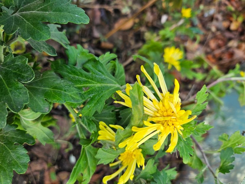  - Crizanteme 22 23 24