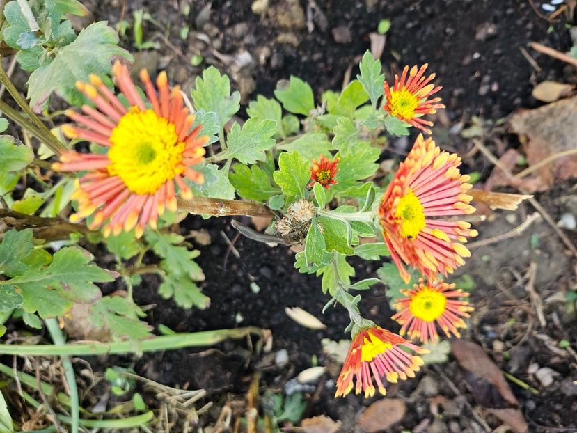  - Crizanteme 22 23 24