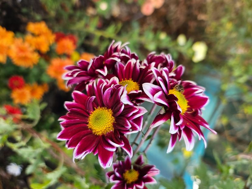  - Crizanteme 22 23 24