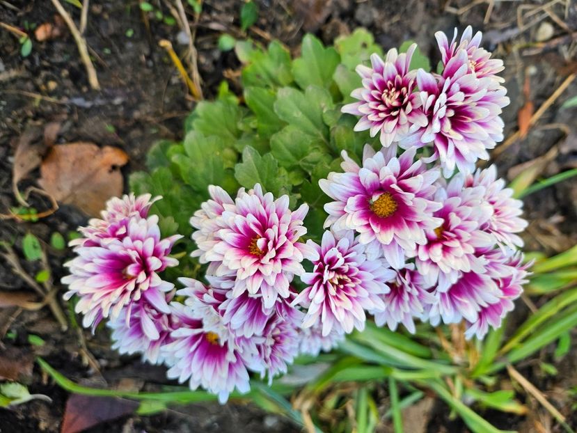  - Crizanteme 22 23 24
