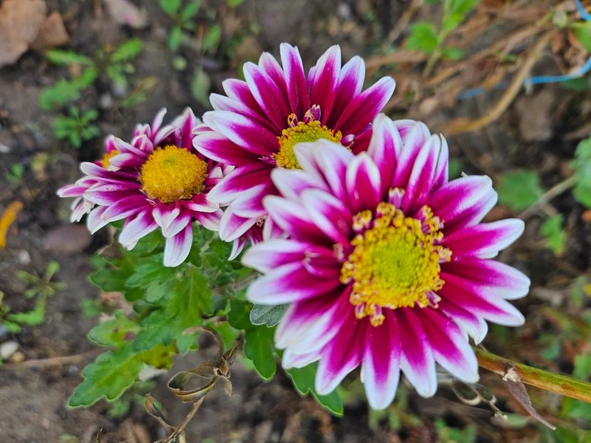  - Crizanteme 22 23 24