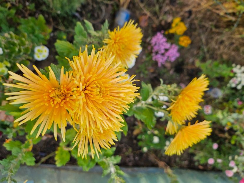  - Crizanteme 22 23 24