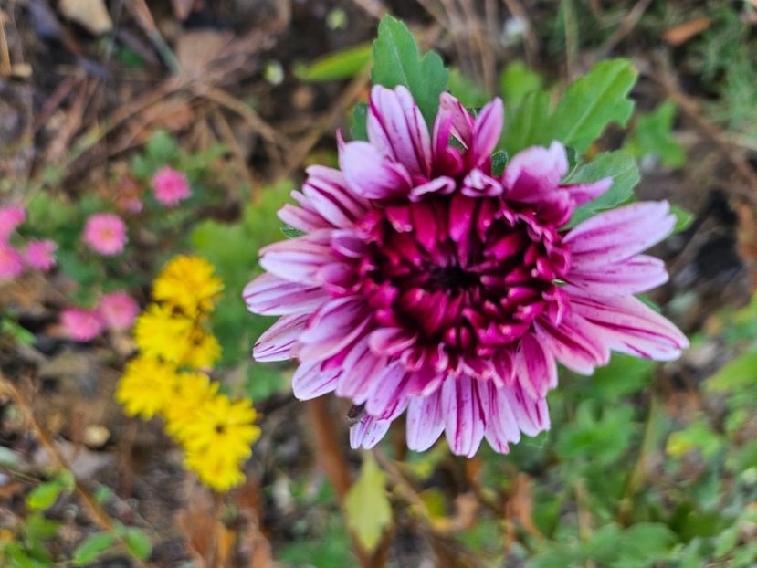  - Crizanteme 22 23 24