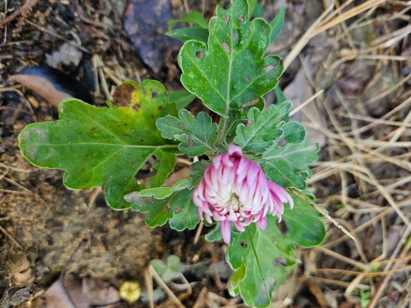  - Crizanteme 22 23 24