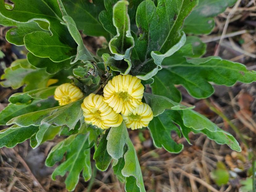  - Crizanteme 22 23 24