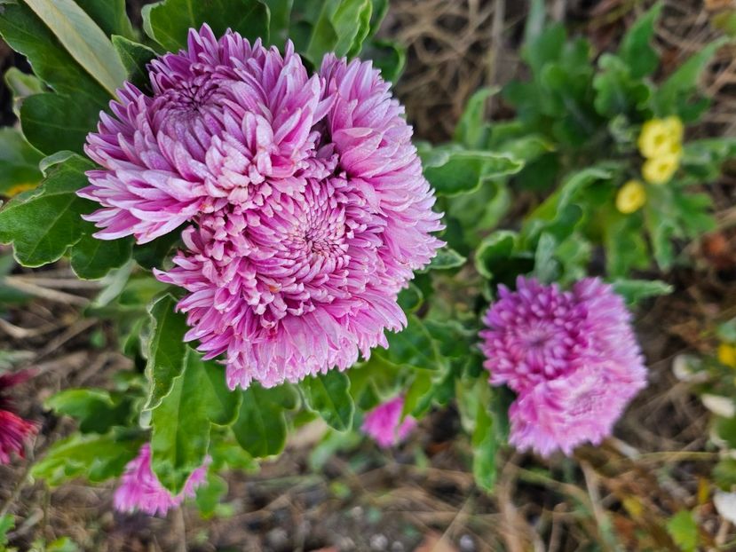  - Crizanteme 22 23 24