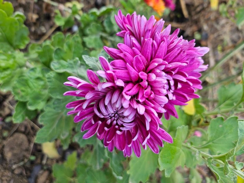  - Crizanteme 22 23 24