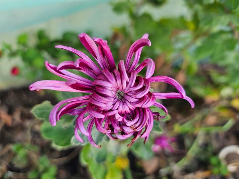  - Crizanteme 22 23 24