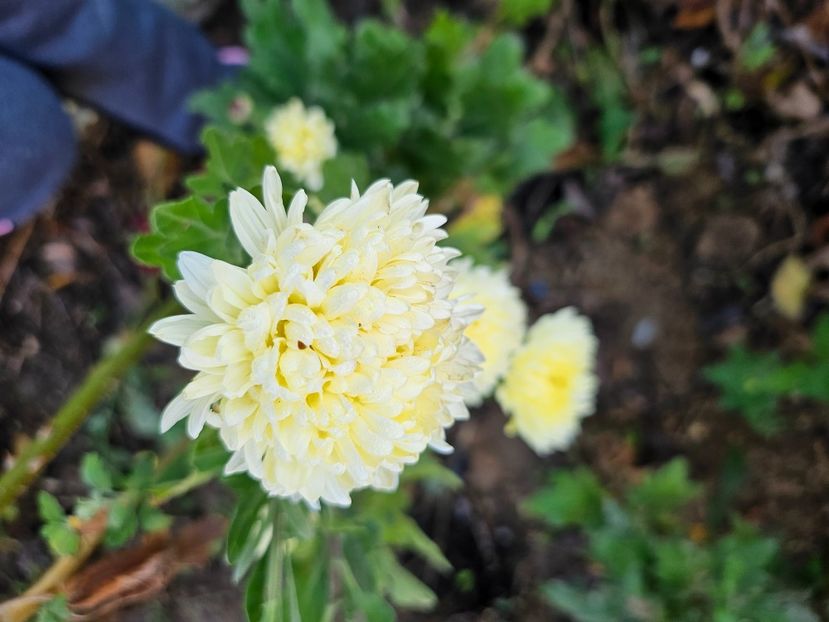  - Crizanteme 22 23 24