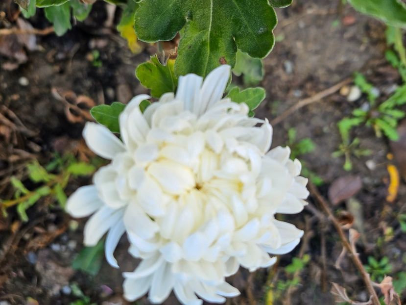  - Crizanteme 22 23 24