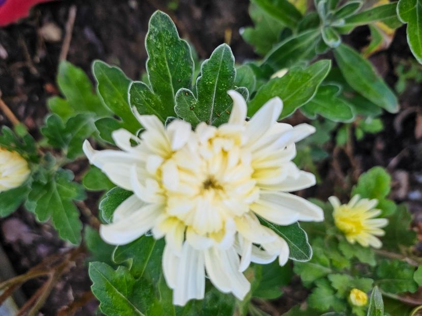  - Crizanteme 22 23 24