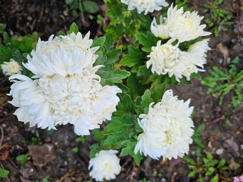  - Crizanteme 22 23 24