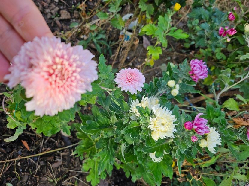  - Crizanteme 22 23 24