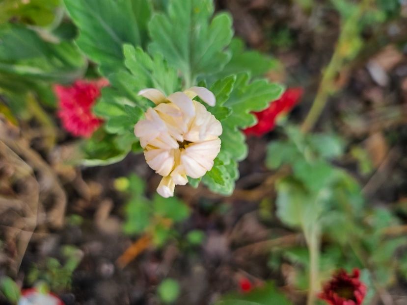  - Crizanteme 22 23 24